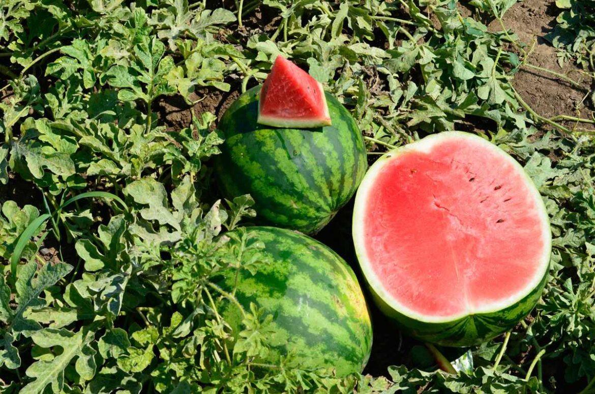 Is Watermelon Good To Eat On A Diet