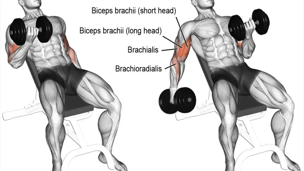 Does Bench Press Workout Biceps