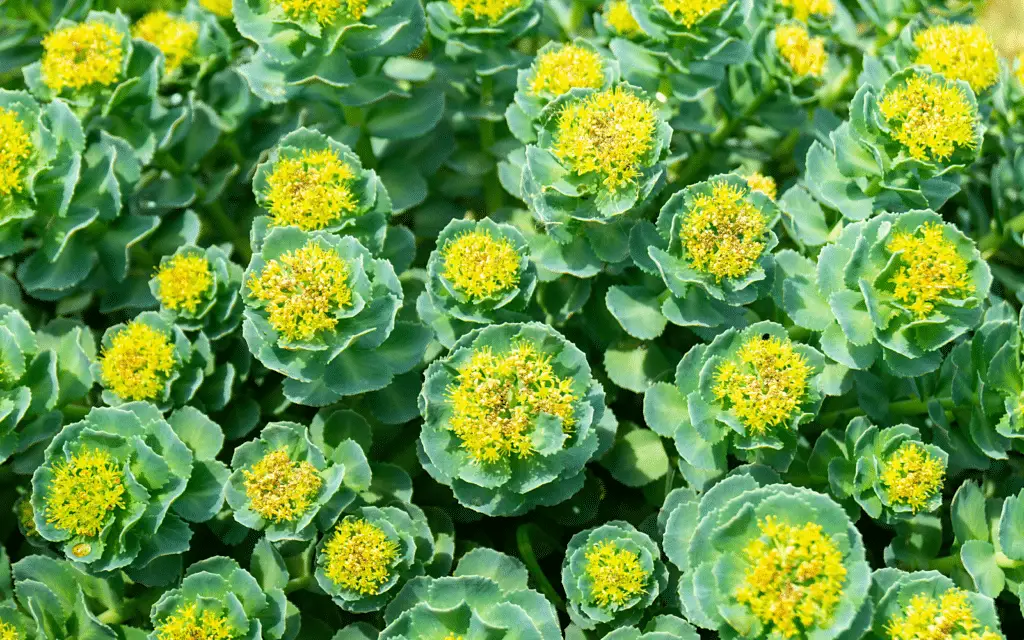 How Much Rhodiola For Weight Loss