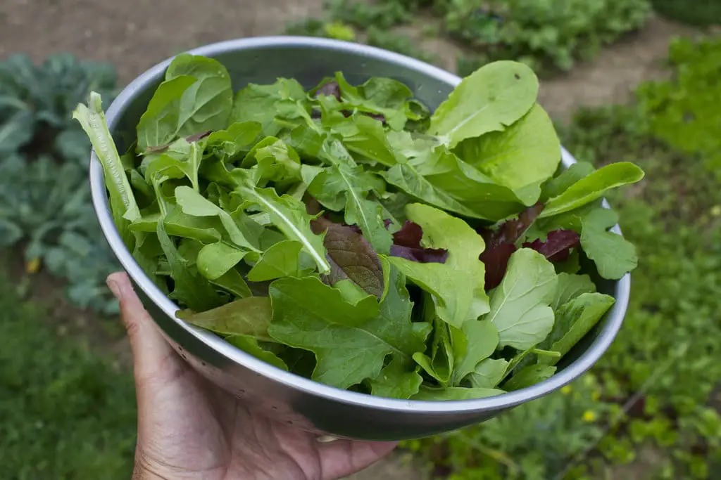 Is Arugula Good For Weight Loss