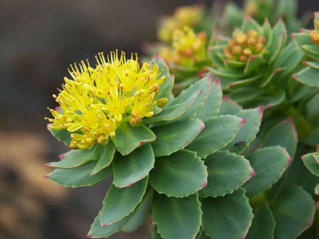 How Much Rhodiola For Weight Loss