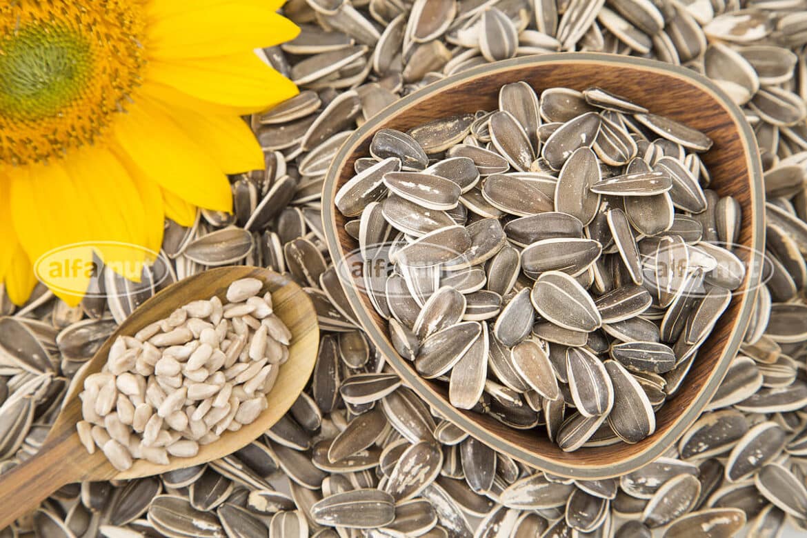 Are Sunflower Seeds Good For Weight Loss Are Sunflower Seeds Good For Weight Loss